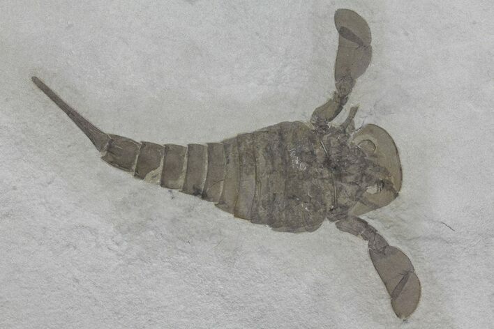 Eurypterus (Sea Scorpion) Fossil - New York #173014